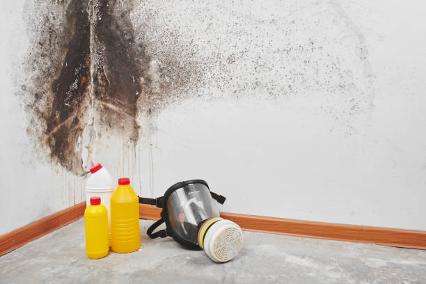 Best Home Mold Removal  in Monroe, LA