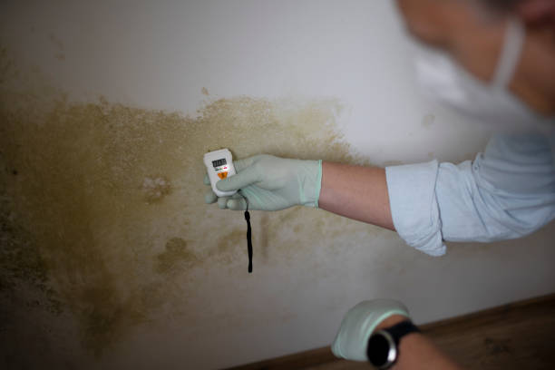 Best Mold Damage Repair  in Monroe, LA